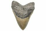 Serrated Fossil Megalodon Tooth - North Carolina #270732-1